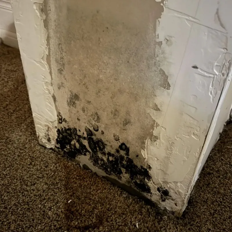 Professional Mold Removal in Saint Louis, MI